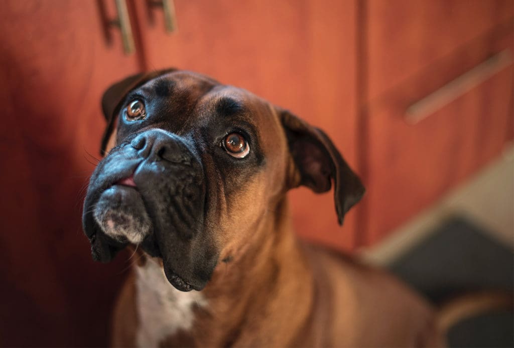boxer dog for vet blog post about signs of cancer, lumps and bumps