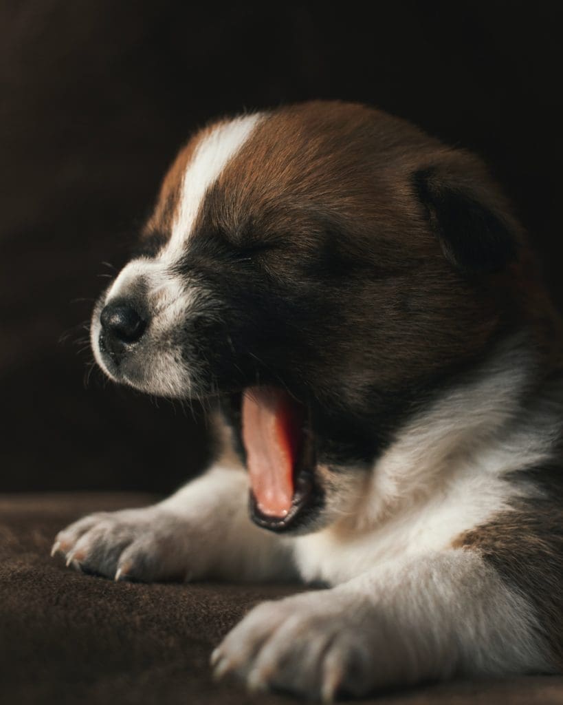 puppy-yawn