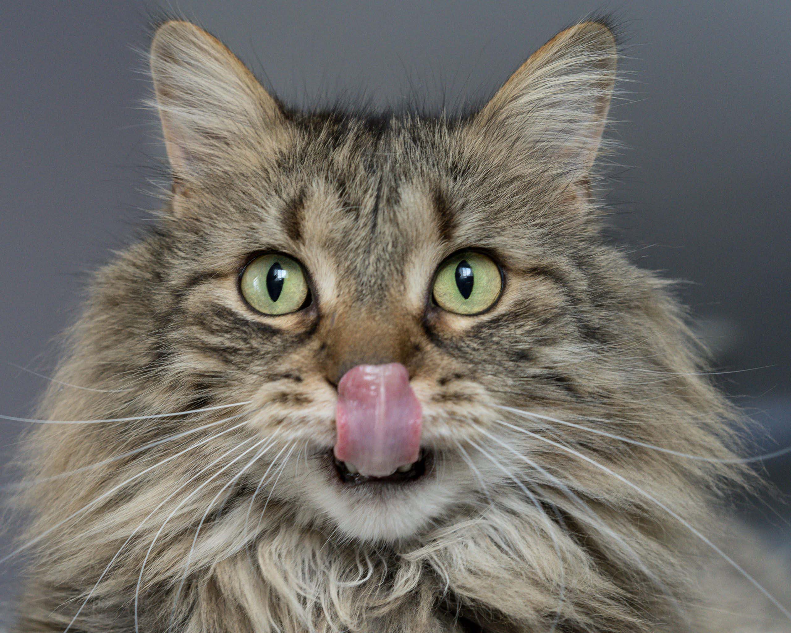 Why Do Cats Like Catnip Falls Village Vet Hospital