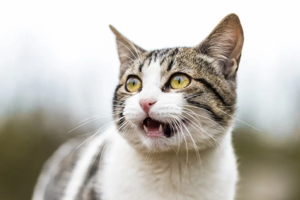 Why is My Cat Drooling While Purring? Find Out The Surprising Reason!