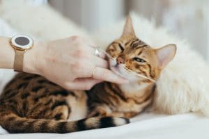 petting-cat