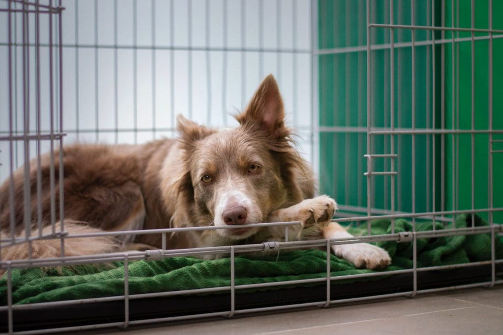 Dog laying in a kennel inside a home with the door open.