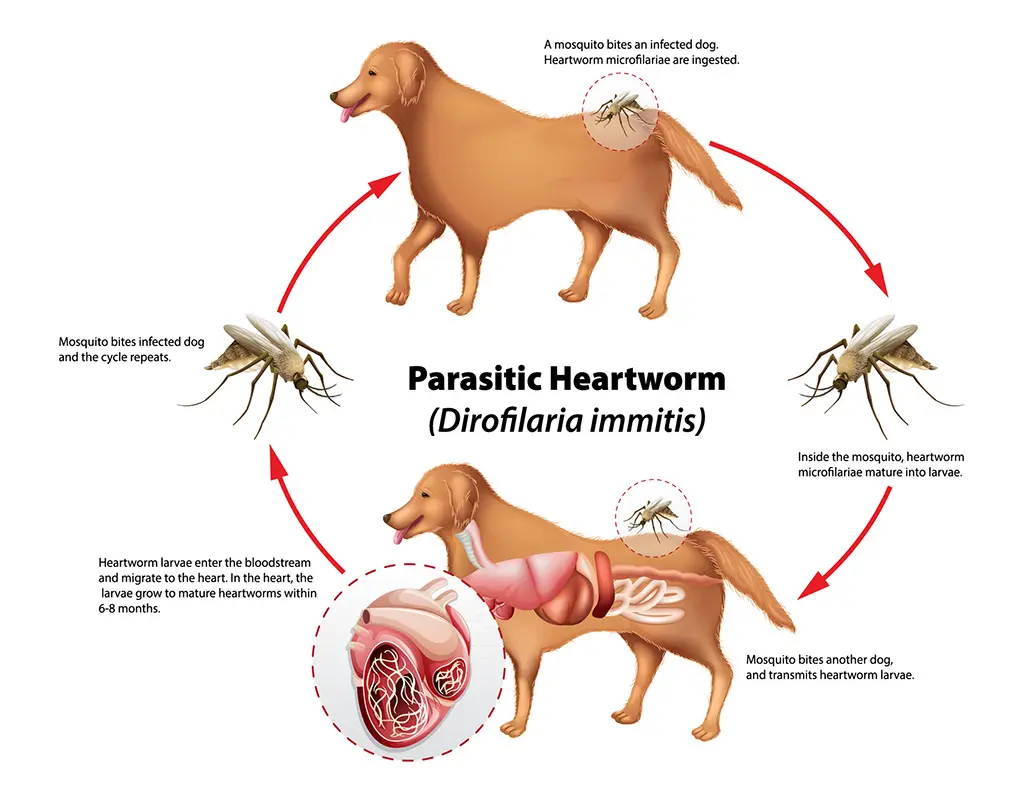 Diagram of heart worm transmission