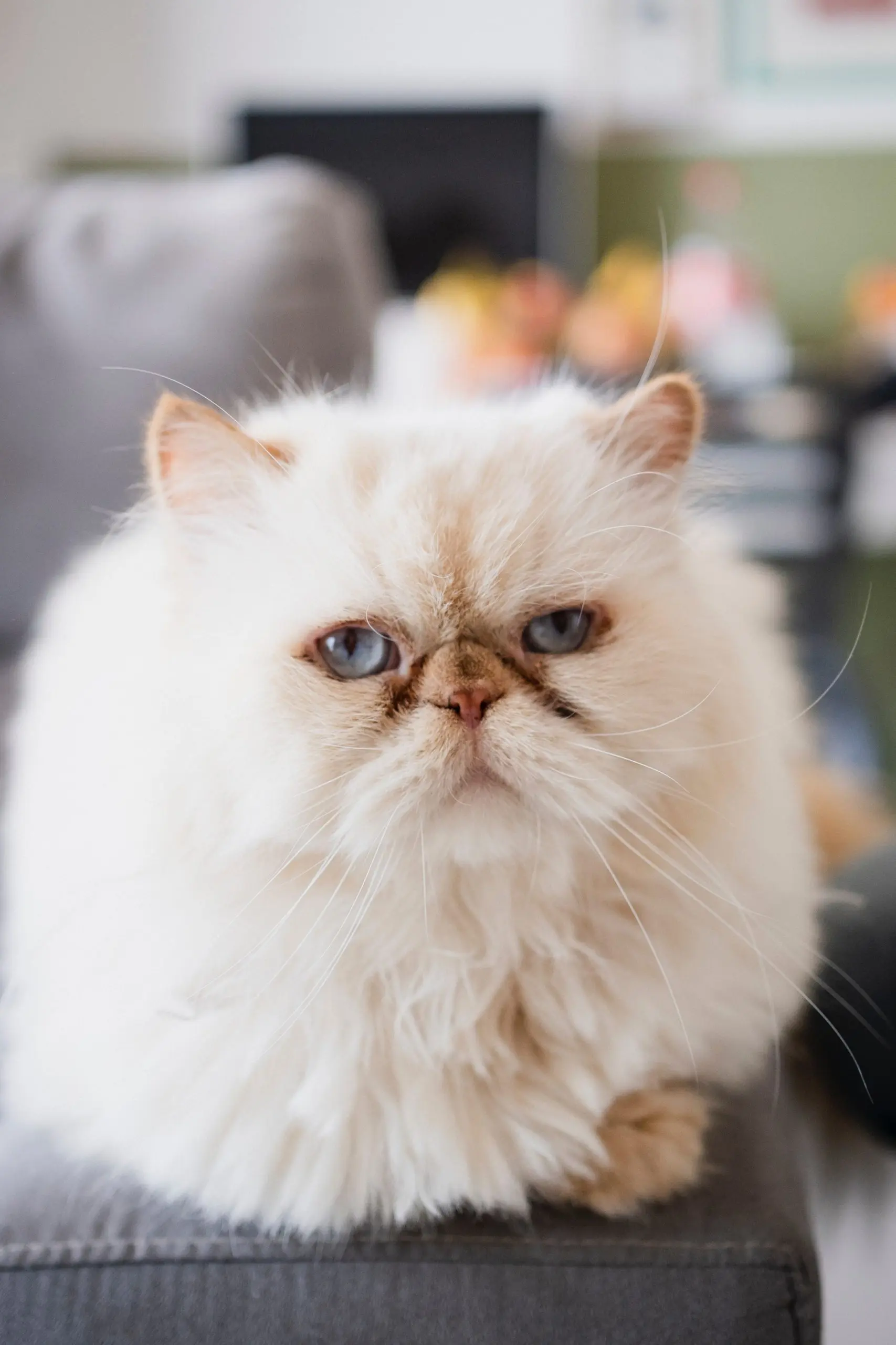 Persian Cat Eye Discharge