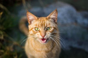 Orange tabby cat meowing, looking at the camara.