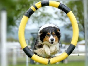 Dog training jumping through hoop
