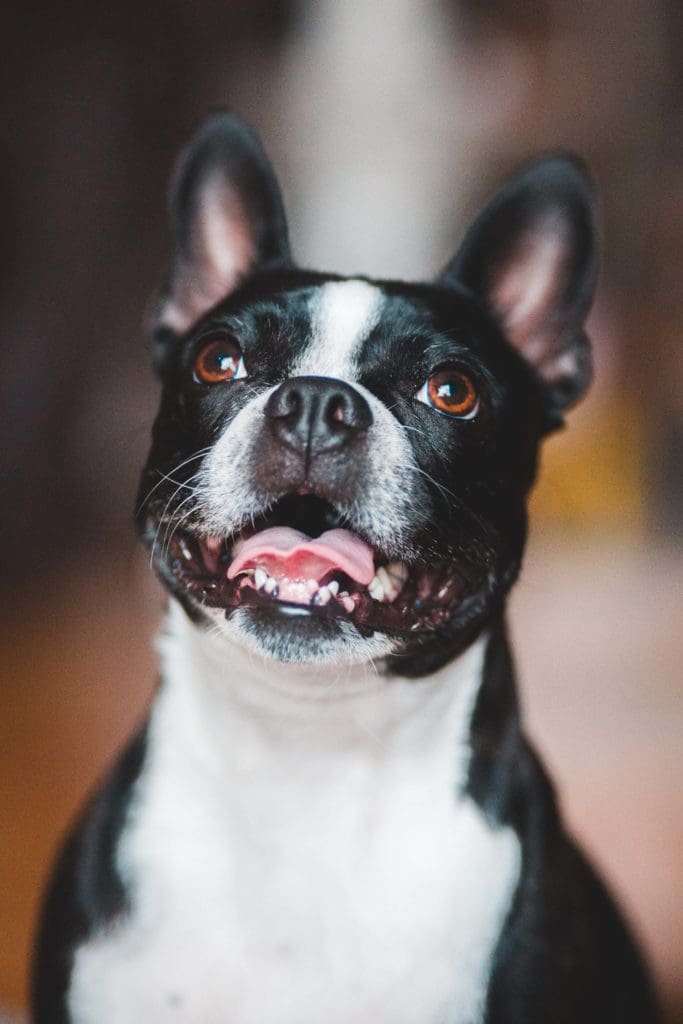 canine oral papilloma virus smiling dog
