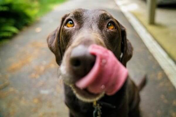 Dog licking outlet lotion