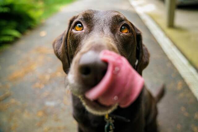 are dogs tongues really clean