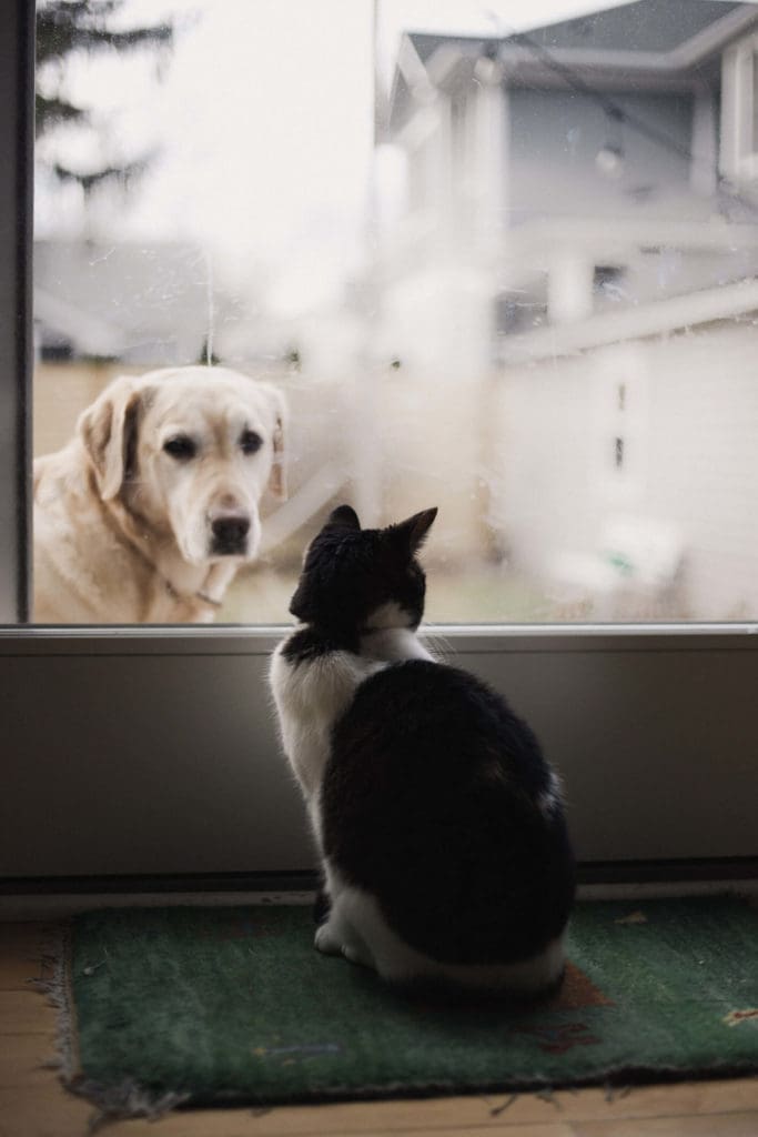 introducing cat and dog through window