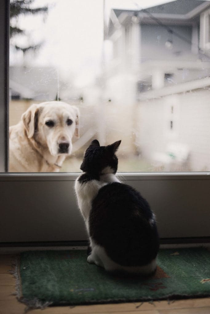 7 Mistakes to Avoid When Introducing Cats and Dogs