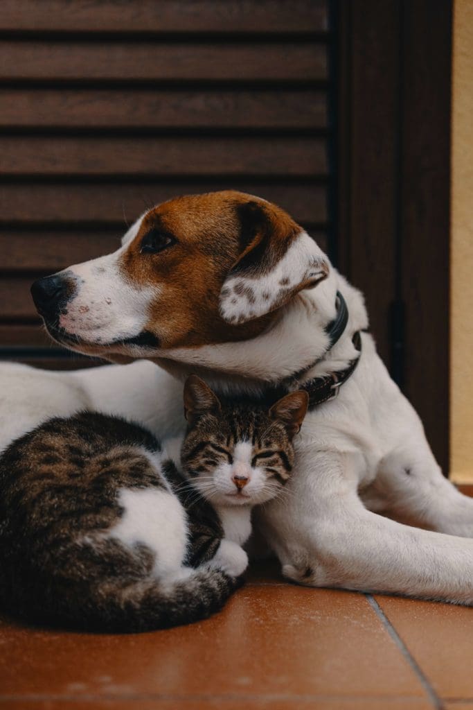 Introducing and Managing Cats and Dogs