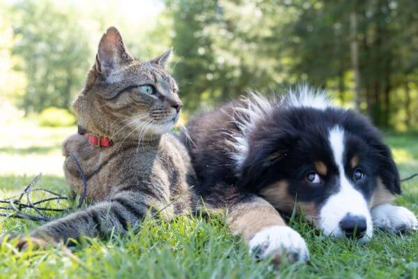 7 Mistakes to Avoid When Introducing Cats and Dogs