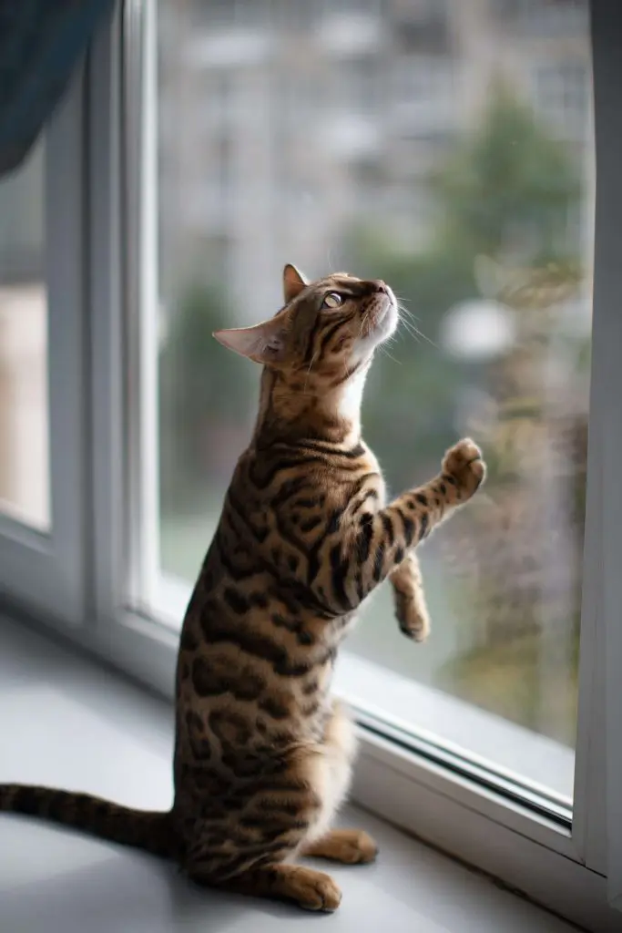 cat looking out window at balcony