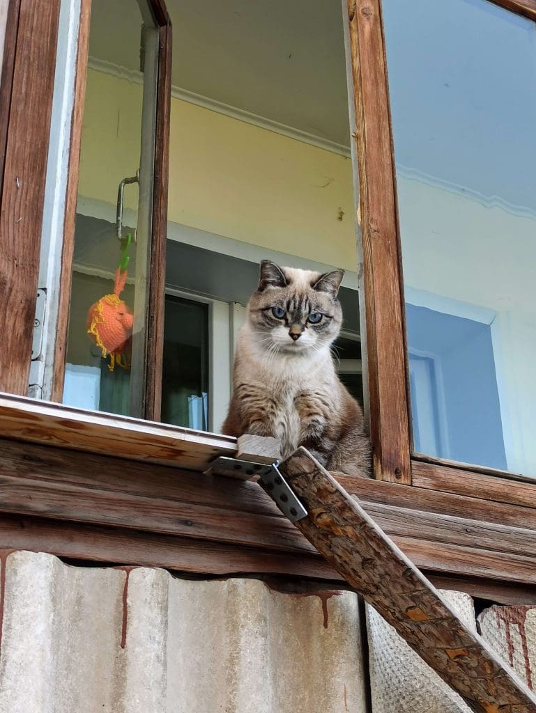 cat on balcony looking down