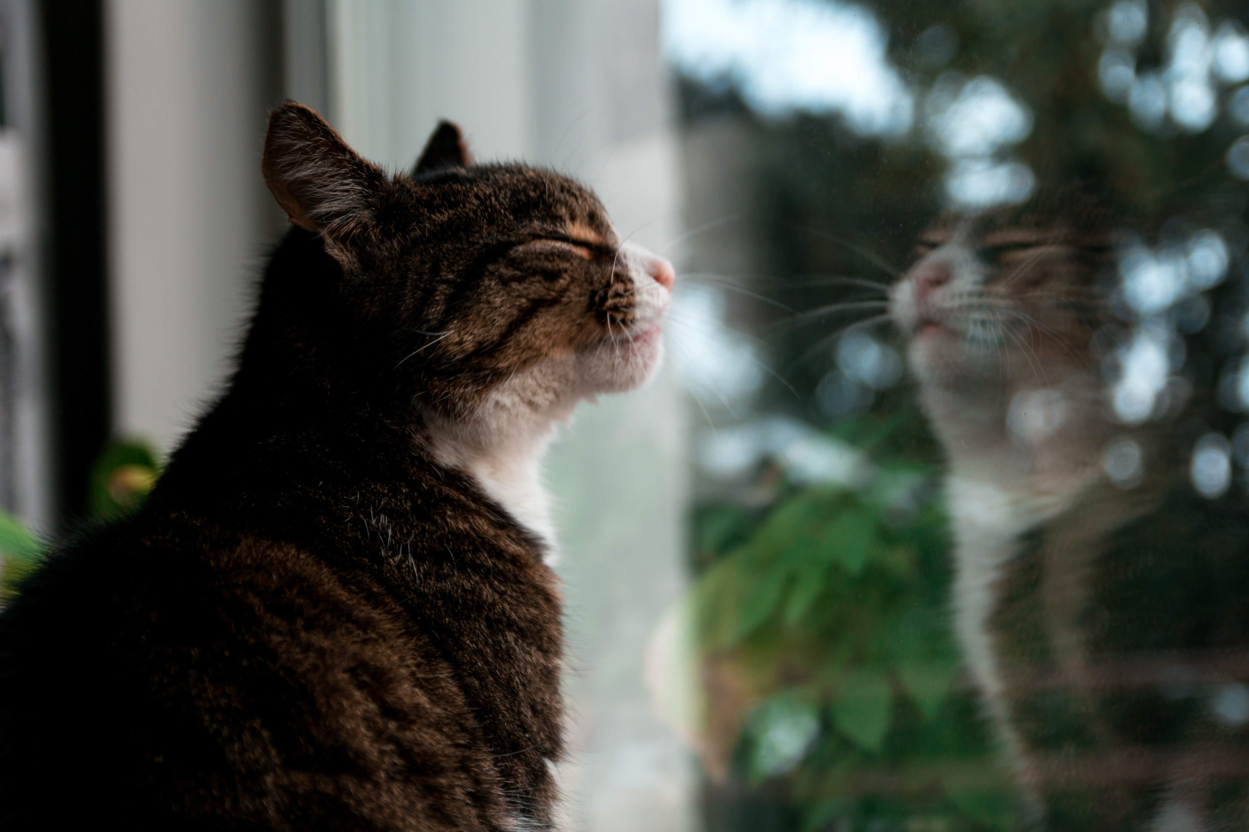 Will My Cat Jump Off the Balcony? · Falls Village Vet Hospital