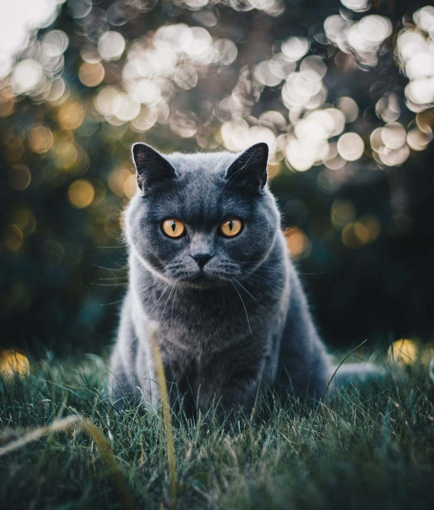 feline diabetes gray cat