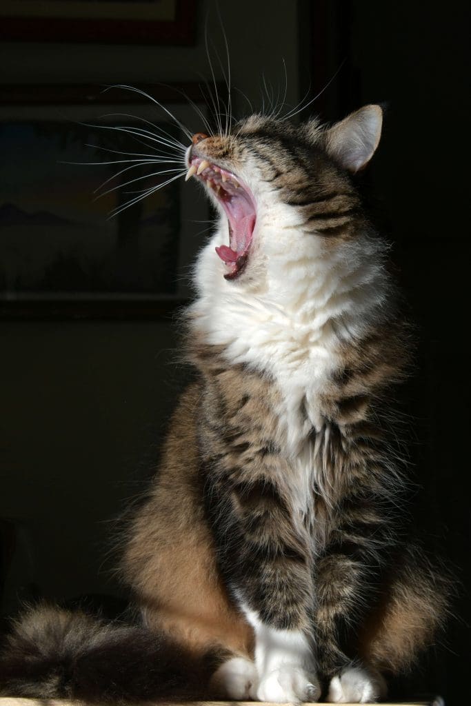 cat panting yawning