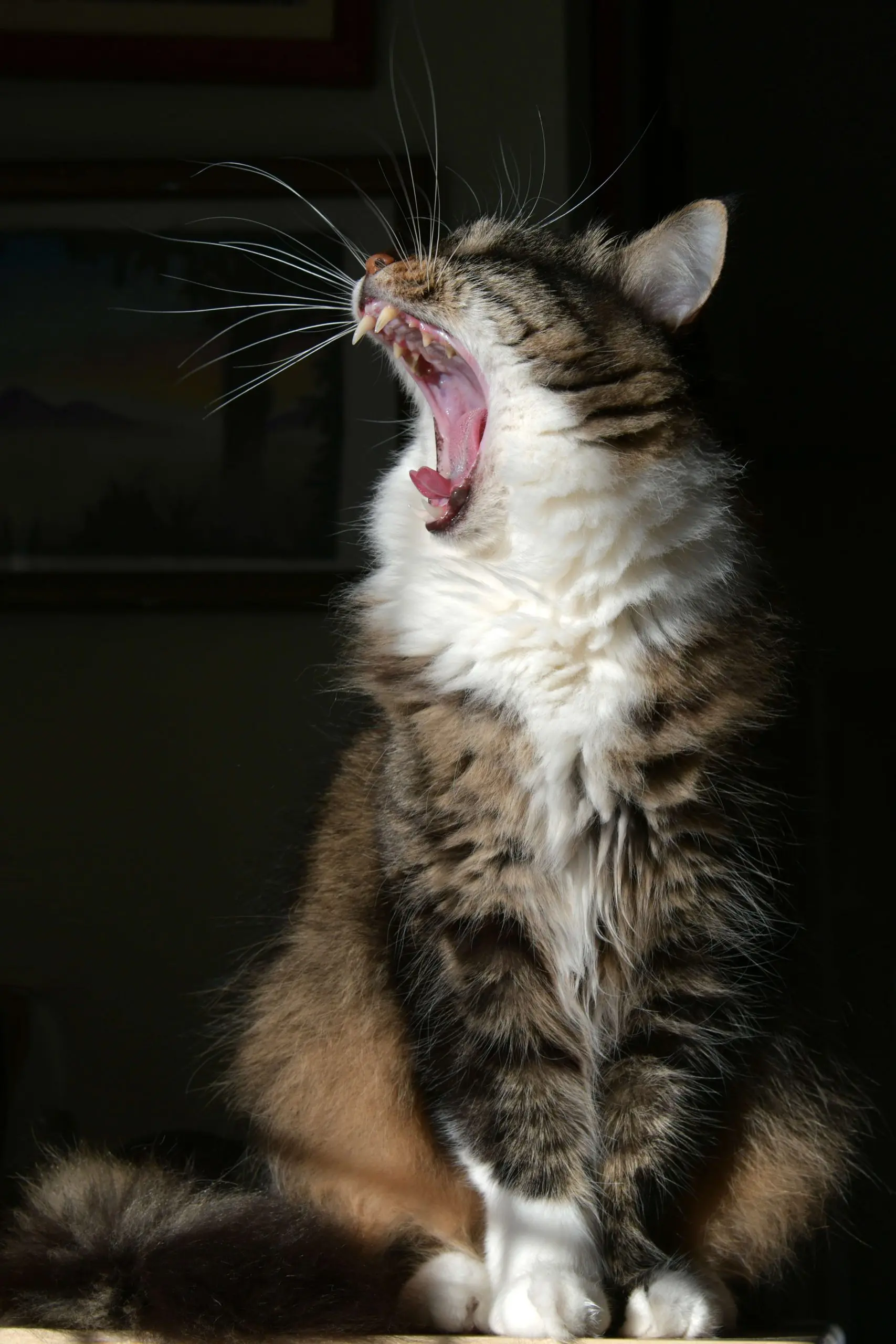 Why Is My Cat Panting? · Falls Village Vet Hospital