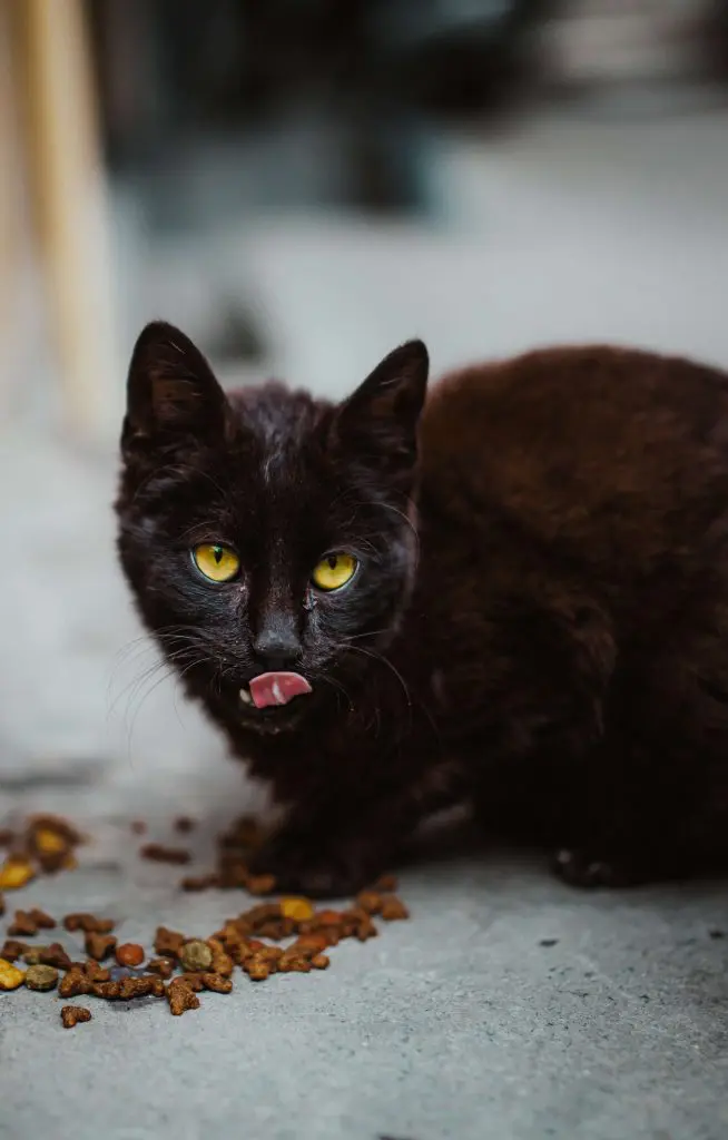 wet vs dry food cat eating kibble
