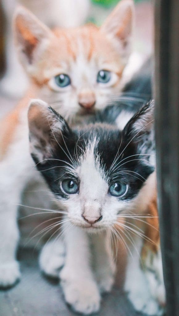 adopt shelter kittens