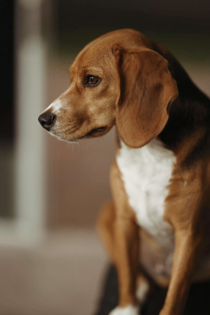 beagle aural hematoma
