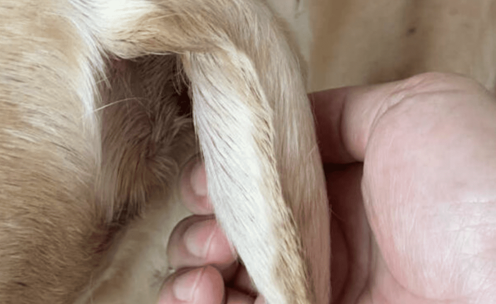 dog ear hematoma
