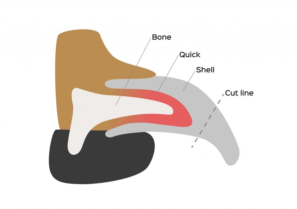 anatomy of dog nail