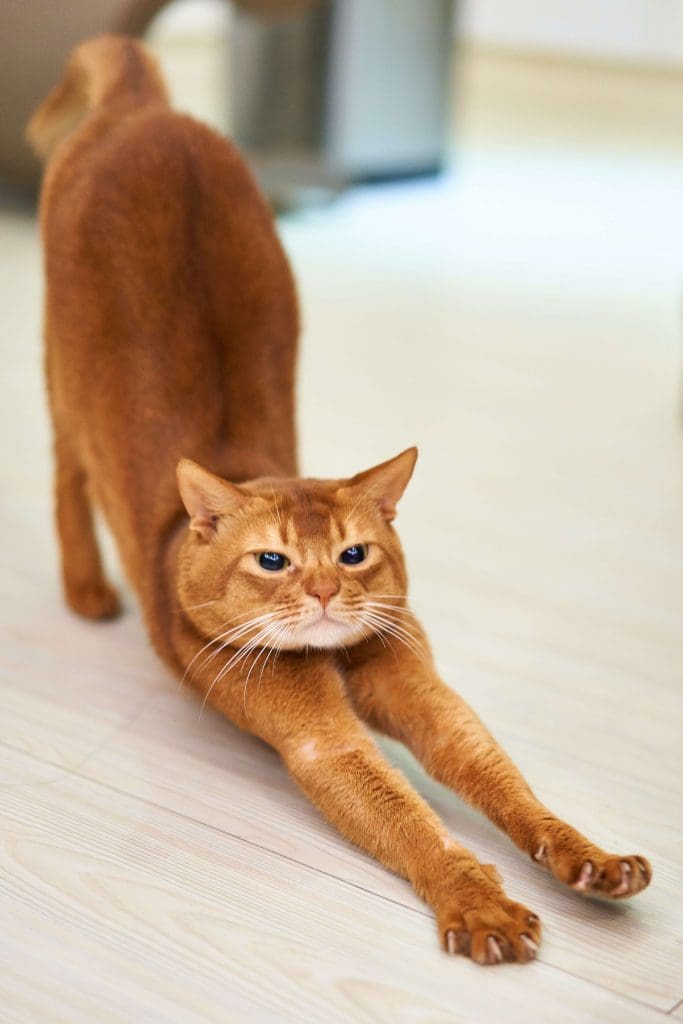 cat stretching heartworm prevention