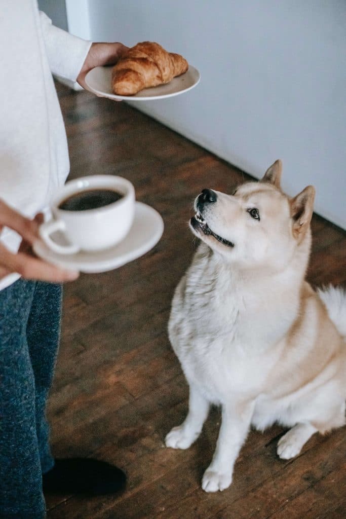 Dog begging for human food
