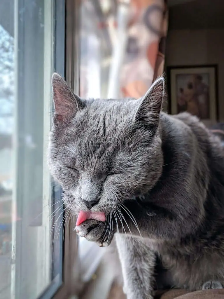 Older grey cat 