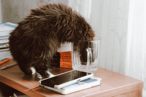 Thirsty cat sticking head in glass to drink water