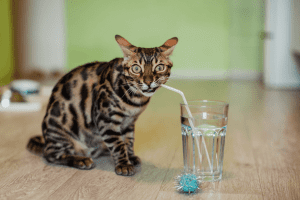 Cat drinking water with glass cup and straw