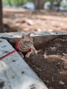 Cat sitting in mulch in a park in Raleigh on a leash