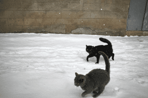 Stray cats walking around in the snow in the Winter