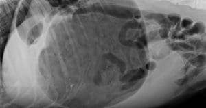 GDV bloat in dogs x-ray