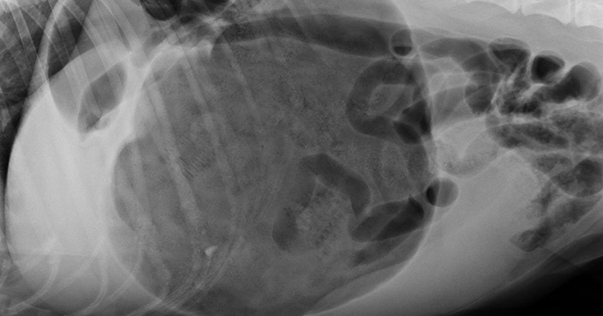 Gastropexy (Stomach Tacking) Surgery to Prevent GDV in Dogs