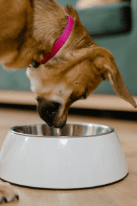 Dog looking into a bowl for food