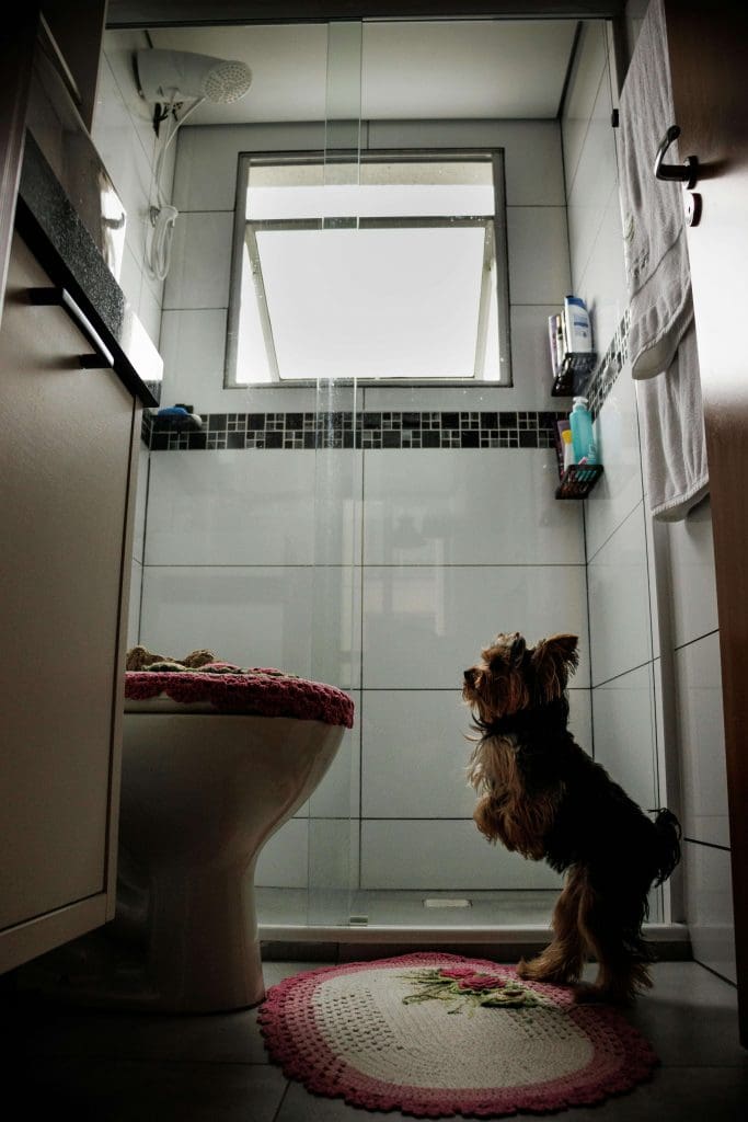 Gassy schnauzer dog stands in front of toilet