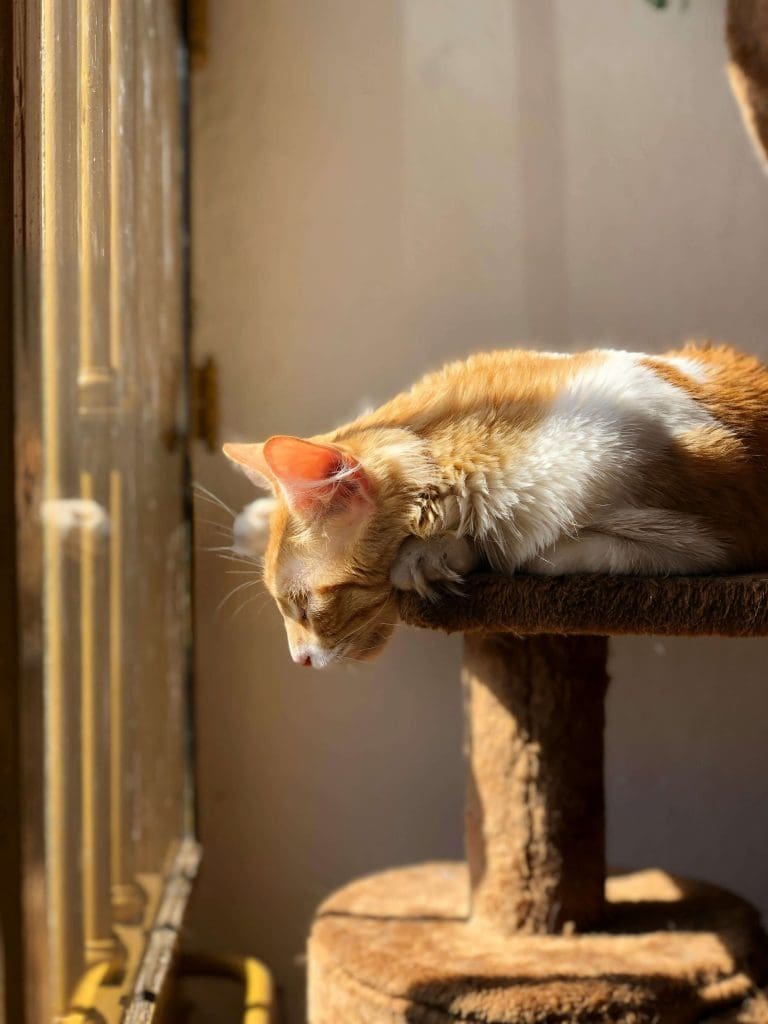 Orange cat on perch in window sill needs flea prevention