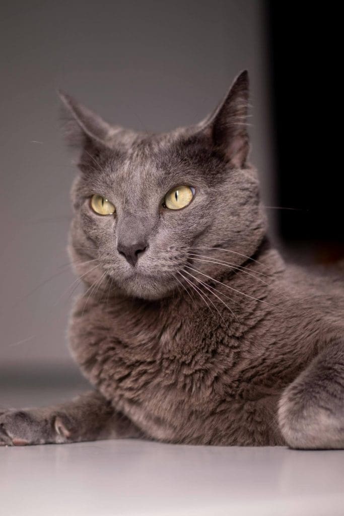 prevent hairballs in grey cat