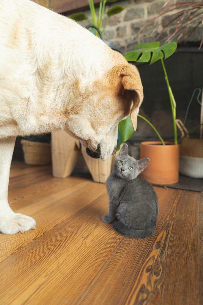 dog who has been trained not to eat cat poop sniffs kitten