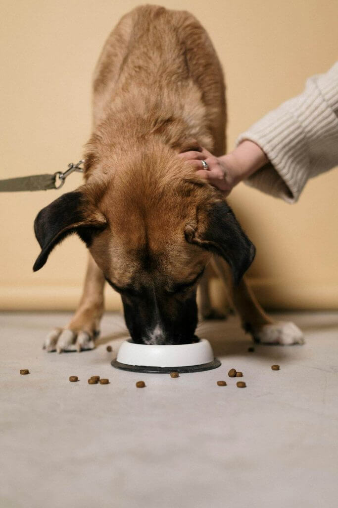 Dog sneaking into cat food