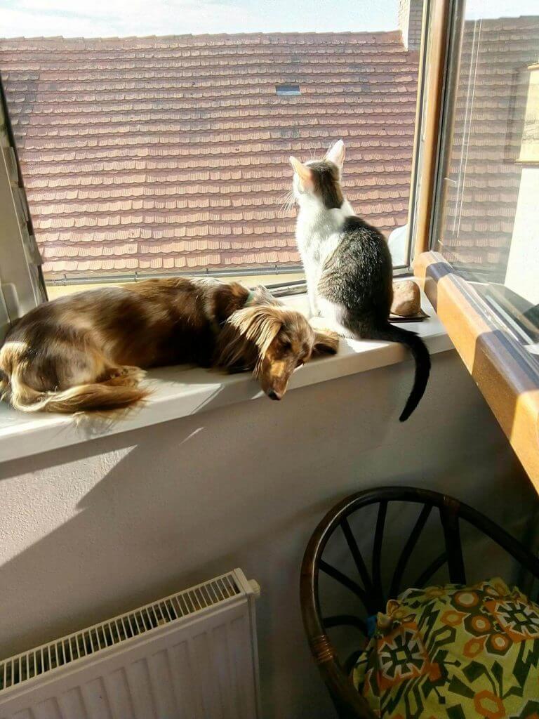 Cat and dog sit in a window together