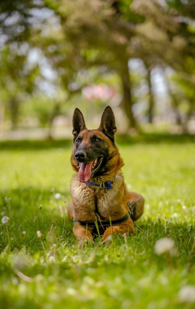 dog pants to dissipate heat and avoid heat stroke