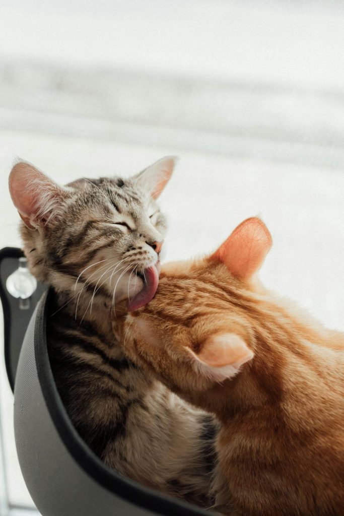 two kittens grooming each other