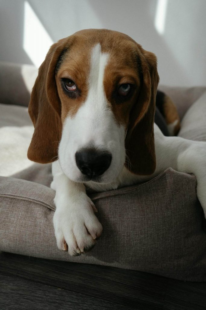 basset with yeast infection in paws