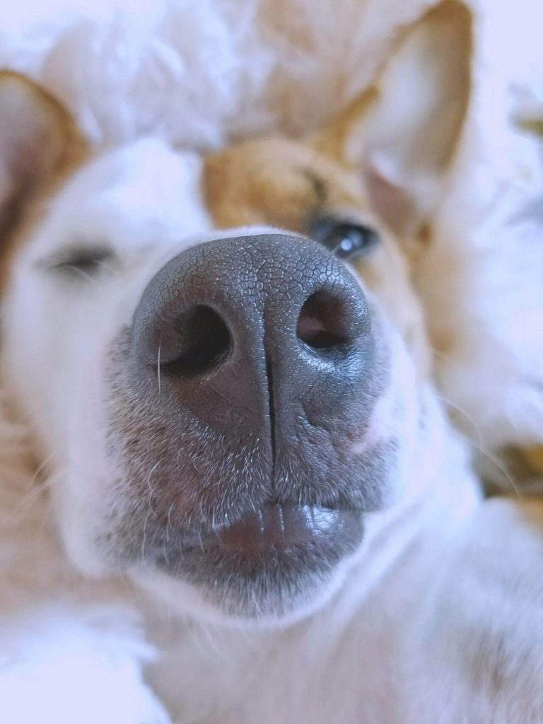 close up of dog's nose with rhinosinusitis