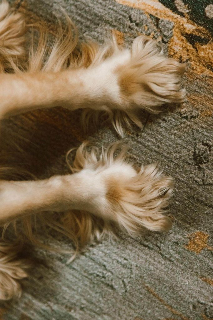 yeast infection in dog's furry paws