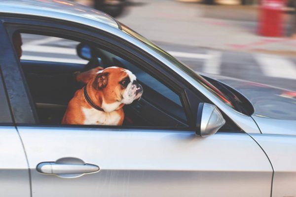 What Dog Breeds are Prone to Car Sickness: Top 5 Affected